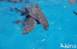 Lemon Shark (Negaprion brevirostris)