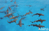Lemon Shark (Negaprion brevirostris)