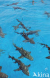 Lemon Shark (Negaprion brevirostris)