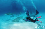 Lemon Shark (Negaprion brevirostris)