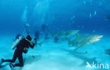 Lemon Shark (Negaprion brevirostris)