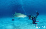 Lemon Shark (Negaprion brevirostris)