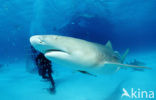 Lemon Shark (Negaprion brevirostris)