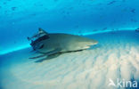 Lemon Shark (Negaprion brevirostris)