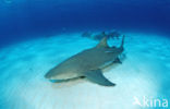 Lemon Shark (Negaprion brevirostris)