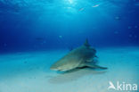 Lemon Shark (Negaprion brevirostris)