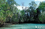 Crystal River National Wildlife Refuge