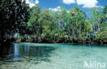 Crystal River National Wildlife Refuge