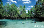 Crystal River National Wildlife Refuge