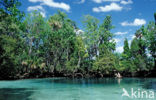 Crystal River National Wildlife Refuge