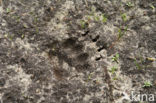 Badger (Meles meles)