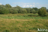 Dommelbeemden