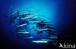 Donkervis Barracuda (Sphyraena qenie)