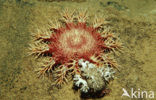 Crown-of-thorns Starfish (Acanthaster planci)