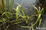 Floating Bur-reed (Sparganium angustifolium)