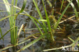 Floating Bur-reed (Sparganium angustifolium)