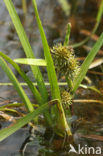 Drijvende egelskop (Sparganium angustifolium) 