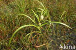 Floating Bur-reed (Sparganium angustifolium)