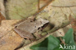 Barking frog (Eleutherodactylus sp.)