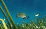 Large-mouth Bass (Micropterus salmoides)