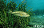 Forelbaars (Micropterus salmoides)