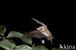 Natterer’s Bat (Myotis nattereri)