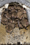 Franjestaart (Myotis nattereri) 