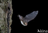 Natterer’s Bat (Myotis nattereri)