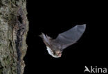 Franjestaart (Myotis nattereri) 