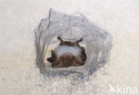 Franjestaart (Myotis nattereri) 