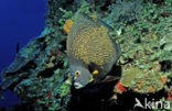 French Angelfish (Pomacanthus paru)