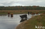 Galloway Cow (Bos domesticus)