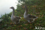 Goose (Anser spec.)