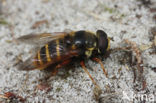 Gele veenzweefvlieg (Sericomyia silentis)