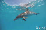 Atlantic Spotted Dolphin (Stenella frontalis )