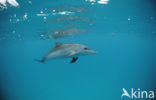 Atlantic Spotted Dolphin (Stenella frontalis )
