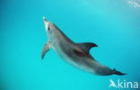 Atlantic Spotted Dolphin (Stenella frontalis )