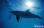 Atlantic Spotted Dolphin (Stenella frontalis )