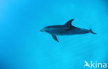 Atlantic Spotted Dolphin (Stenella frontalis )