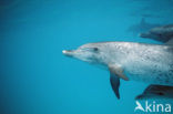 Atlantic Spotted Dolphin (Stenella frontalis )