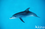 Atlantic Spotted Dolphin (Stenella frontalis )
