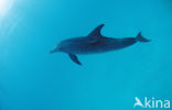 Atlantic Spotted Dolphin (Stenella frontalis )