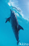 Atlantic Spotted Dolphin (Stenella frontalis )
