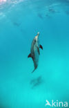 Atlantic Spotted Dolphin (Stenella frontalis )