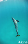 Atlantic Spotted Dolphin (Stenella frontalis )