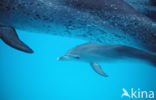 Atlantic Spotted Dolphin (Stenella frontalis )