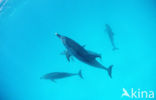 Atlantic Spotted Dolphin (Stenella frontalis )