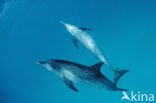 Atlantic Spotted Dolphin (Stenella frontalis )