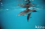 Atlantic Spotted Dolphin (Stenella frontalis )