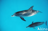 Atlantic Spotted Dolphin (Stenella frontalis )